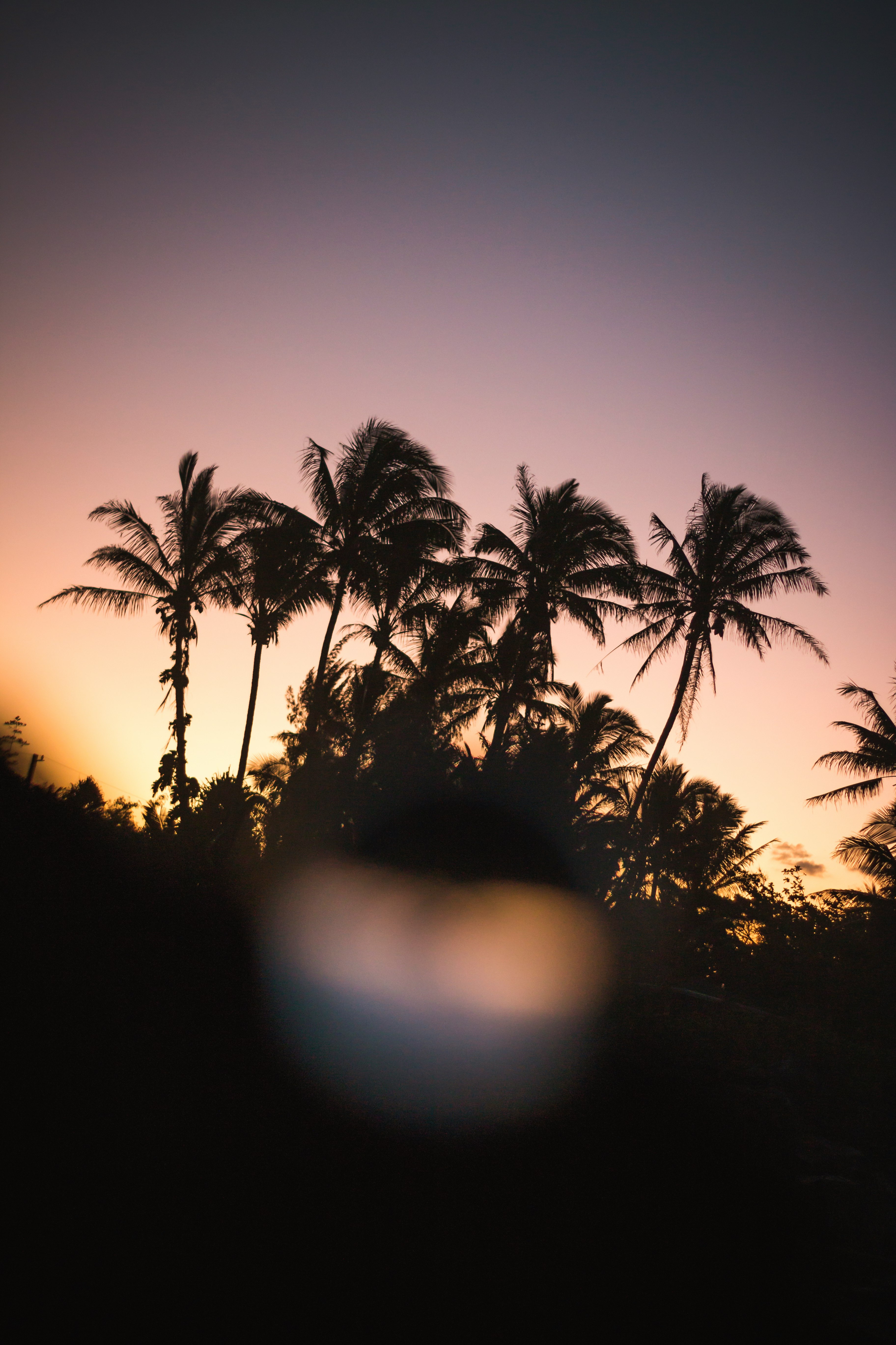 silhouette photo of palm trees